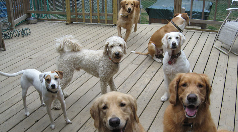 Housewife assaulted over pet dog 