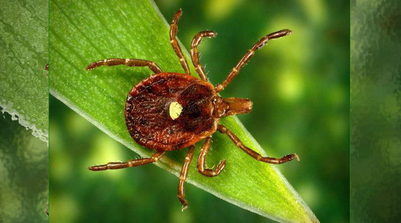 A Bite From This Tiny Tick Can Turn You Into A Vegetarian