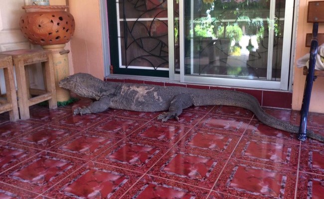giant-lizard_650x400_51466085304
