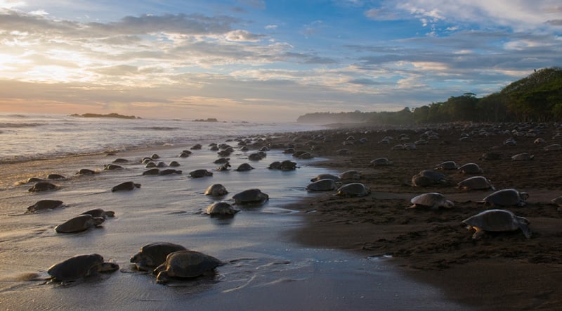Rushikulya-Beach