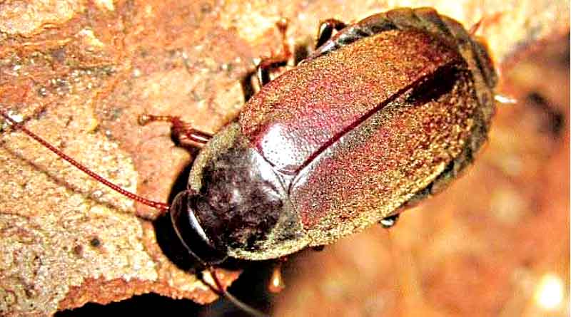 More protein in cockroach’s milk