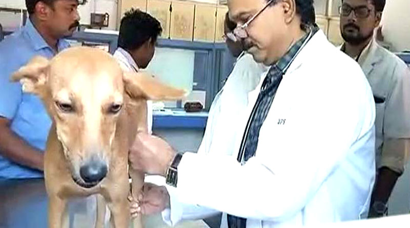 সারমেয়কে ছাদ থেকে ফেলে ধৃত দুই হবু ডাক্তার