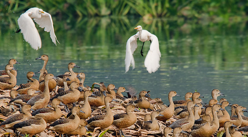Will Migratory Birds Come This Winter in Santragachi?