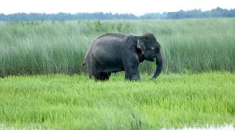 Two people died in three days by wild elephants in Durgapur