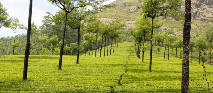 coorg_guide