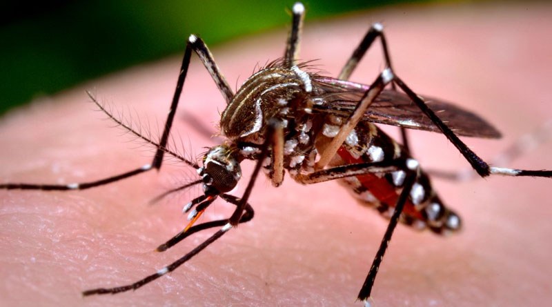 Dengue