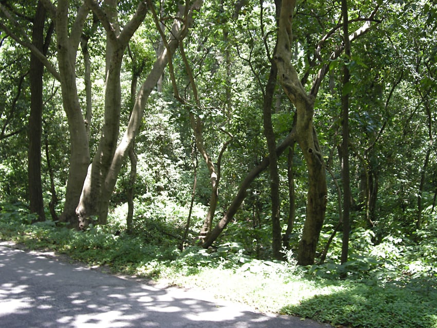 forest