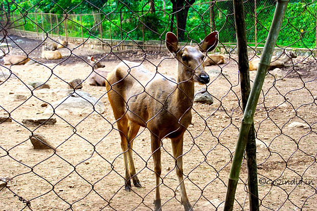 b-taptapani-deer