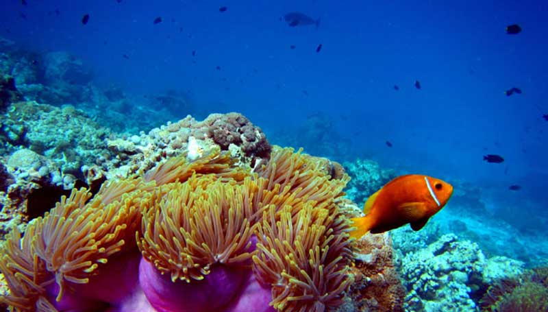 coral2_web