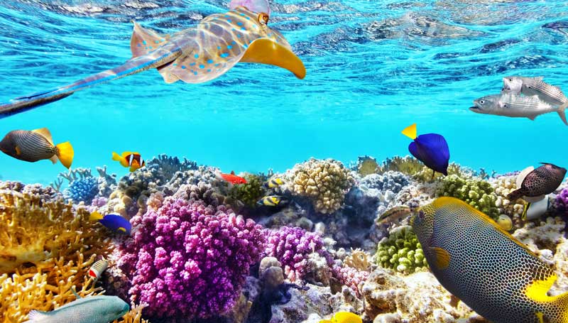 coral4_web