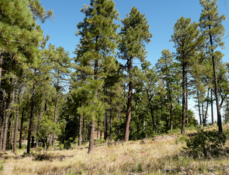 mingus_mt_forest_lg
