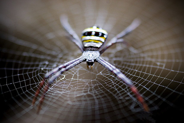 spider-close-up