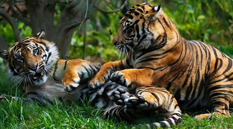 Tigers killing and eating elephants in Corbett National Park