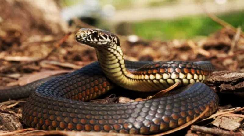 Man died in snake bite after not getting treatment in Deganga । Sangbad Pratidin