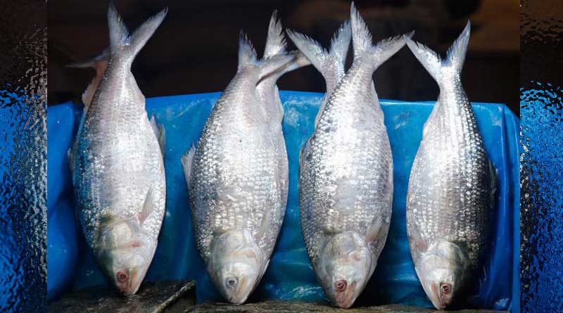 ilish