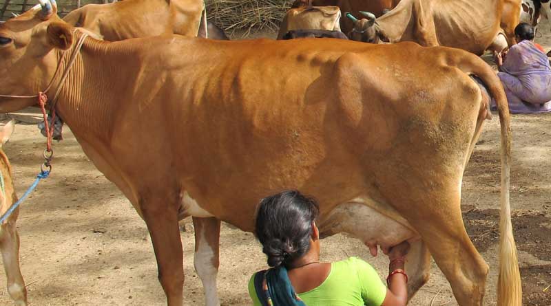 Don't drink ‘milk’ of foreign cows:HP Governor 