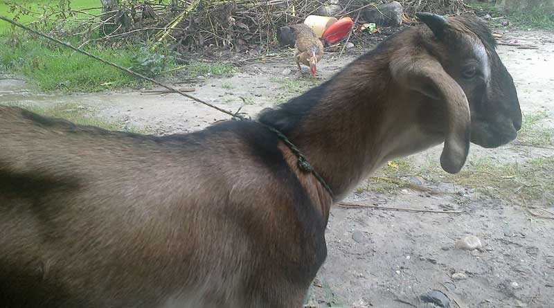 Haryana: A Goat allegedly gang-raped by 8 men, died