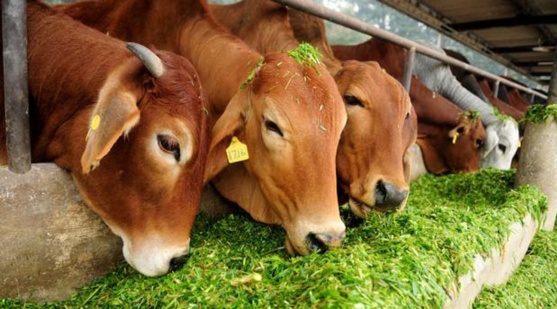 BJP MLA slams Goa govt over beef shortage 