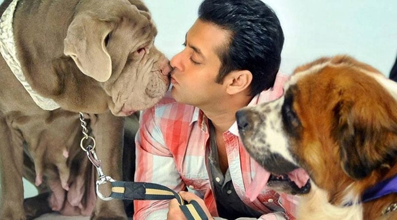 Adorable pets can be disease hub, reveals study