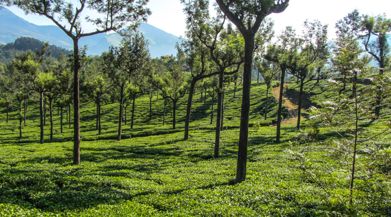 munnar-2