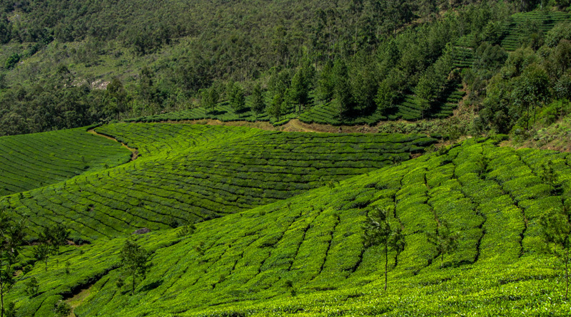 munnar-4-web