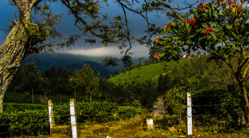 munnar-5-web