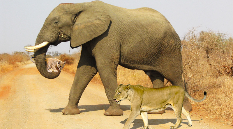Elephant carries lion cub in Kruger Park, pic goes viral