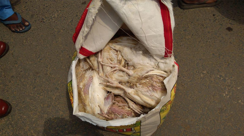 dead-chicken