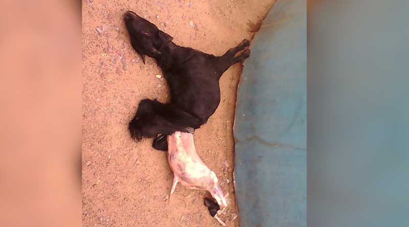 Man tries to sell ‘carcass meat’ in Murshidabad village, held