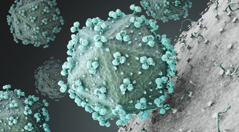 Killer Nipah virus claims two in Kerala, toll touches 15