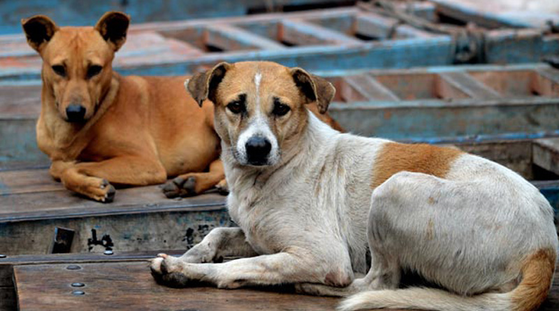 Police arrange cremetion of a dog
