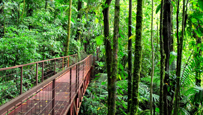The opportunity to enjoy rain in deep forest! Good news for tourists