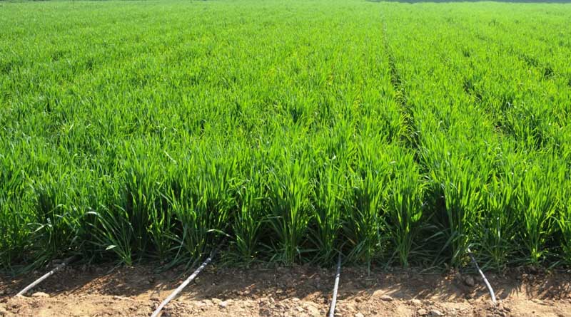 Irrigation to boost agriculture in Bankura