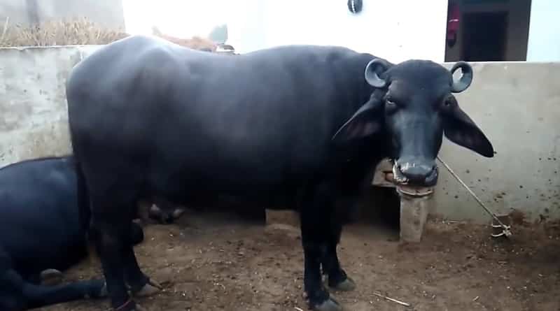 Cow khatal in Railway premises, localites outrage