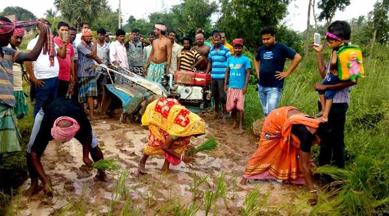 Bengal researchers retrieve lost paddy species