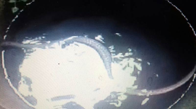Snake rescued from well in Malbazar