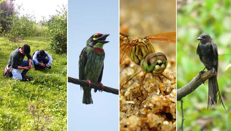 Start the search for biodiversity growing on the banks of Damodar river