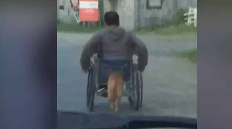 Heartwarming Video: Dog Pushes Paralysed Owner's Wheelchair