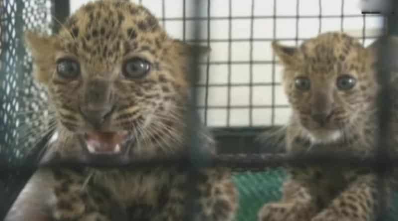 Alipurduar to get Leopard Safari Park 
