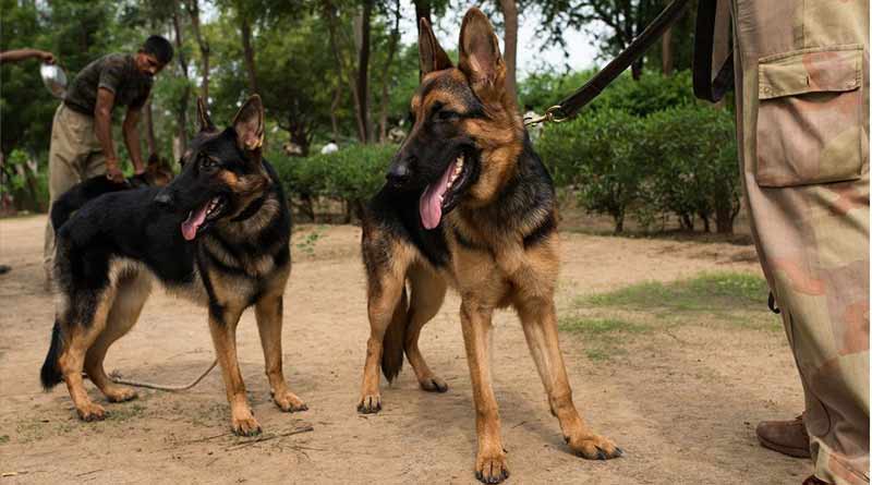Kolkata police dog squad ready to detect threat during Durga Puja 
