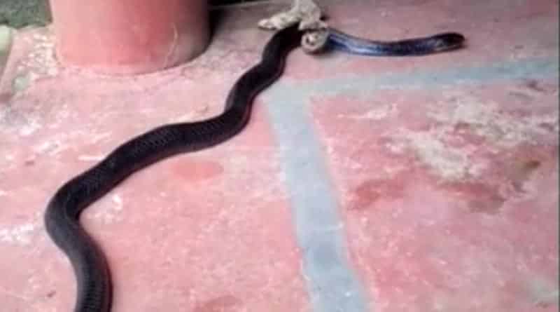 Residents worship snake in Katwa