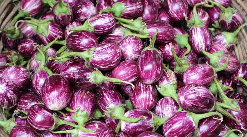 Brinjal cultivation in North Dinajpur's Raigunj