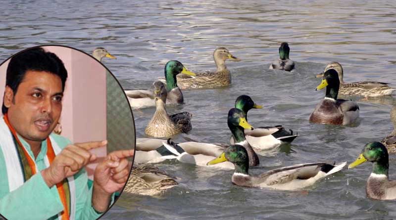 Ducks swim to generate oxygen: Tripura CM