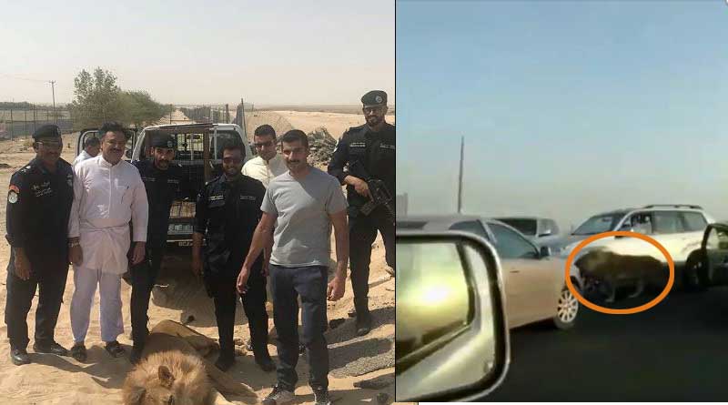 Kuwait: Lion roams residential area, watch video
