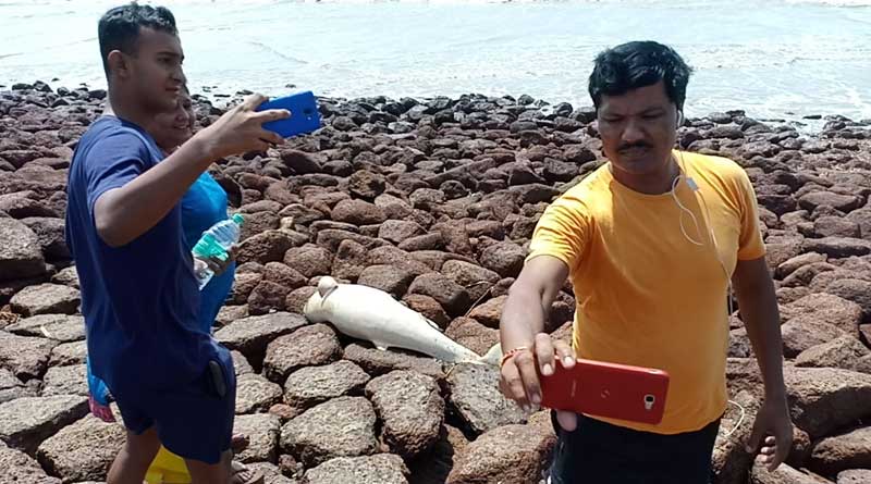 Dead dolphin found on Digha beach