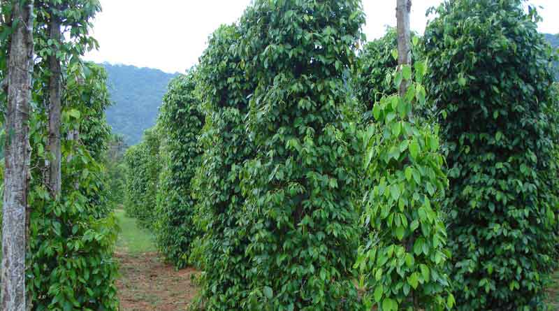 Black peeper farming, a way to prosperity