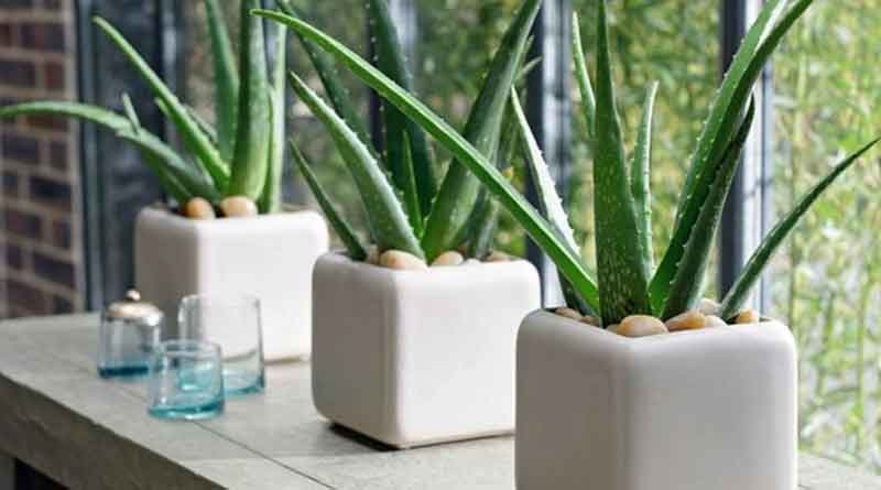try these tips to care indoor plants