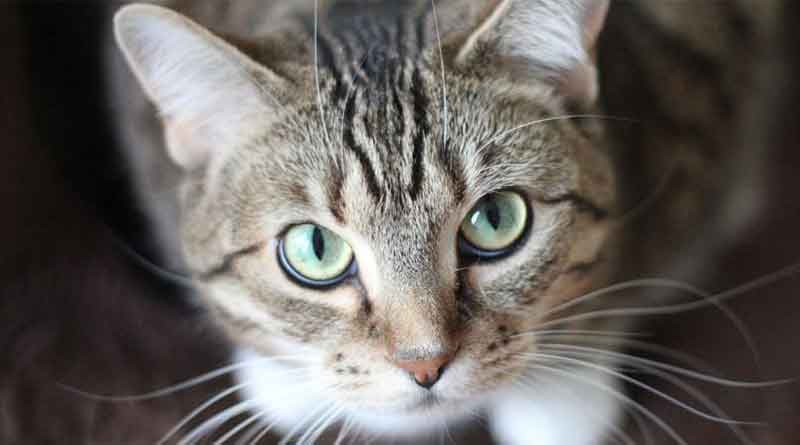 2 cats in New York become first US pets to test positive for Covid-19