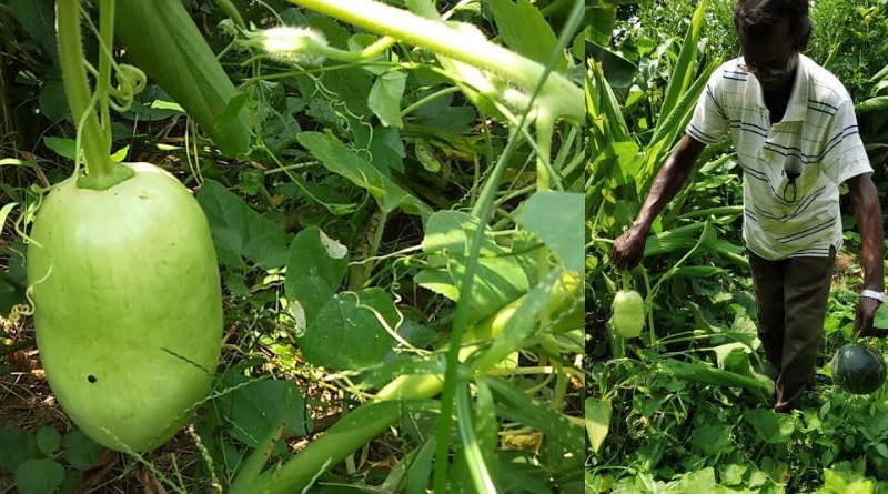 Burdwan: Pumpkin tree has found cucurbit