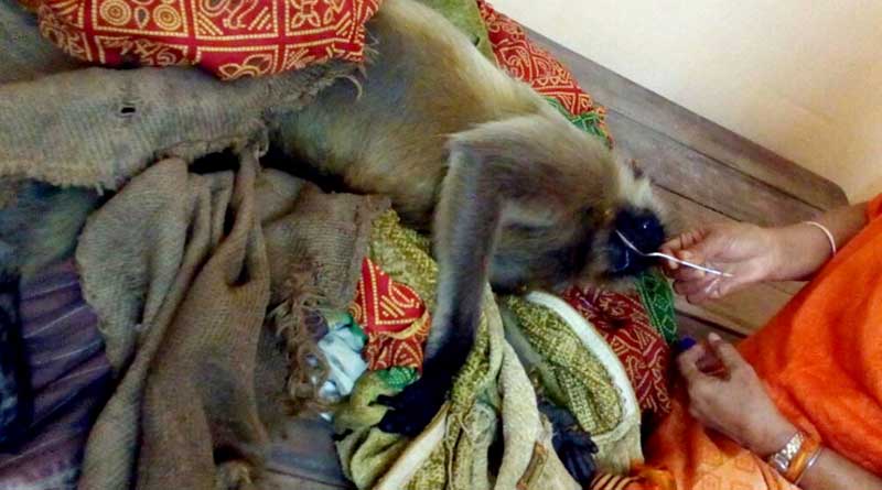 Woman saves electrocuted monkey 